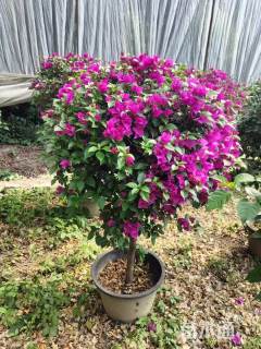 冠幅50厘米三角梅球