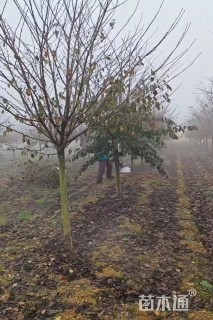 7公分染井吉野樱