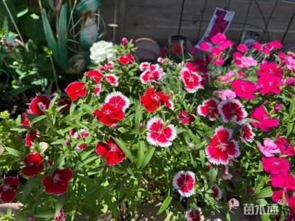 高度30厘米五彩石竹