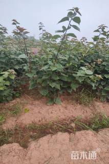 高度120厘米红花三角梅