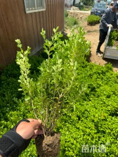 高度50厘米瓜子黄杨