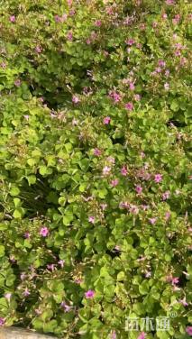 高度20厘米紫叶酢浆草