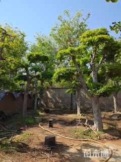 15公分对节白蜡