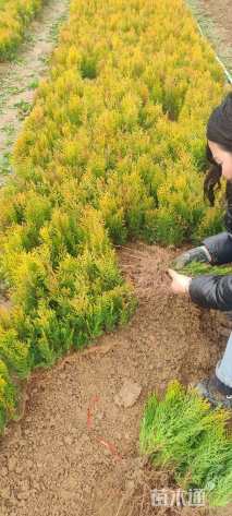 高度15厘米洒金柏