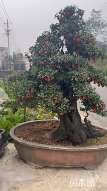 60公分造型金弹子