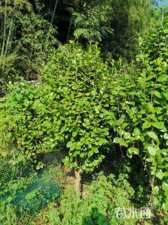 高度180厘米茶花