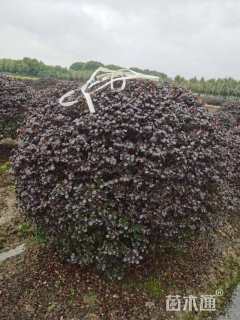 冠幅150厘米红花继木球