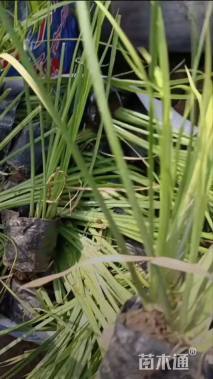 高度33厘米金叶石菖蒲