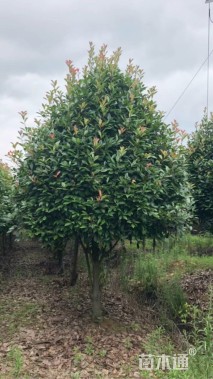 6公分高杆红叶石楠