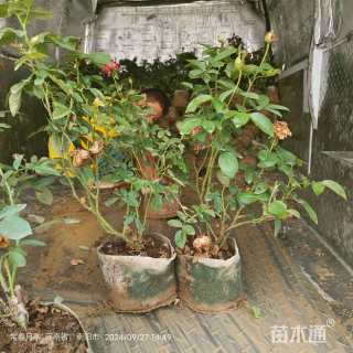 高度30厘米月季