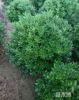 冠幅80厘米海桐球