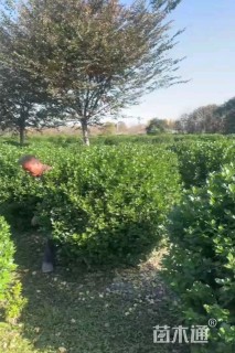 冠幅120厘米卫矛球