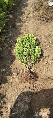 高度50厘米小叶黄杨