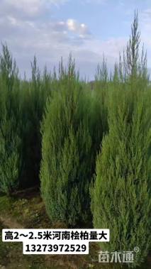高度50厘米河南桧
