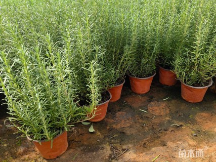 高度35厘米迷迭香