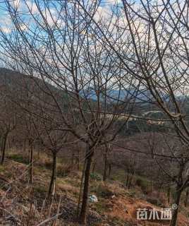 5公分福建山樱花