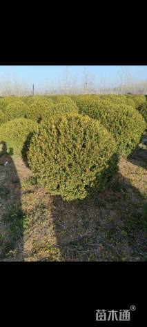 冠幅250厘米大叶黄杨球