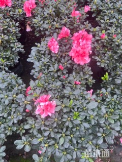 高度35厘米西洋杜鹃