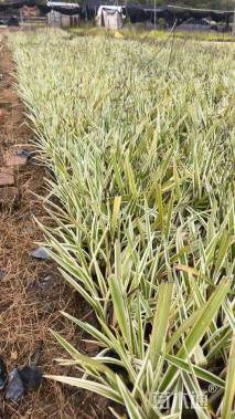 高度20厘米山菅兰