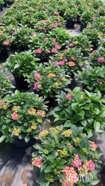 高度40厘米绣球