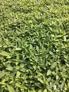 高度30厘米林荫鼠尾草