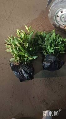 高度20厘米鸢尾