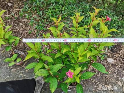 高度50厘米红王子锦带