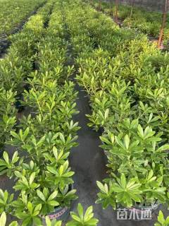 高度35厘米金边瑞香