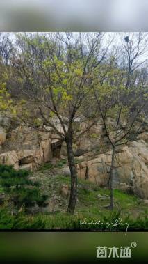 高度400厘米雪松