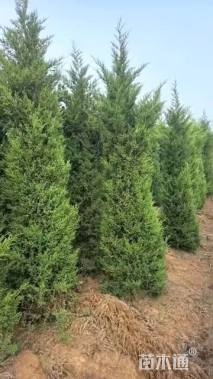 高度350厘米蜀桧