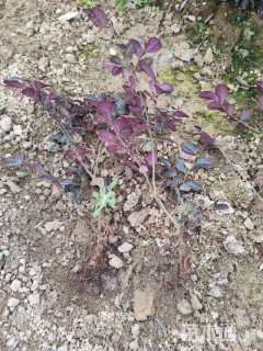 高度30厘米红花继木