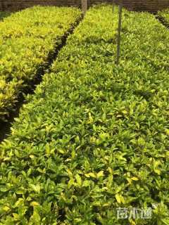 高度20厘米洒金珊瑚