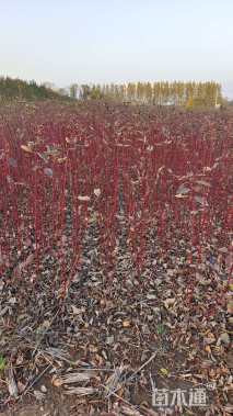 高度80厘米红瑞木