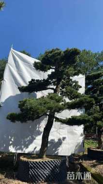 17公分造型五针松