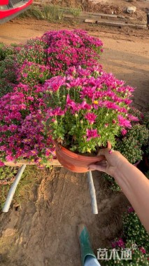 高度20厘米菊花