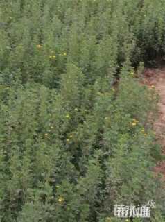 高度50厘米金露梅