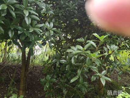 22公分香樟