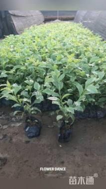 高度25厘米花叶假连翘