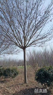 20公分榉树,清地处里