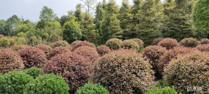 冠幅300厘米红叶石楠球