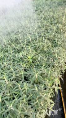 高度30厘米墨西哥鼠尾草