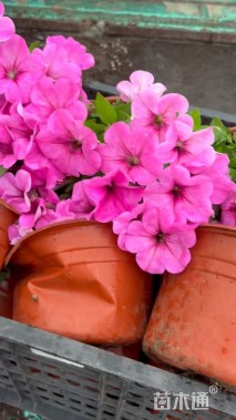 高度20厘米牵牛