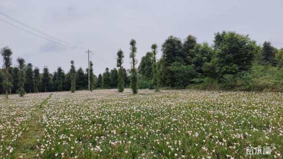 高度20厘米红花葱兰