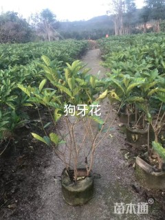 高度80厘米狗牙花