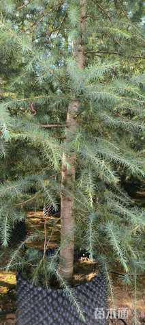 高度300厘米雪松