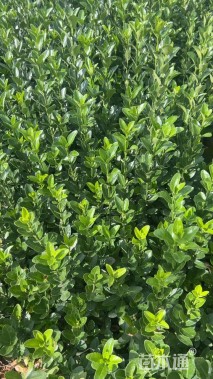 高度20厘米大叶黄杨