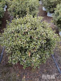 冠幅100厘米春鹃球