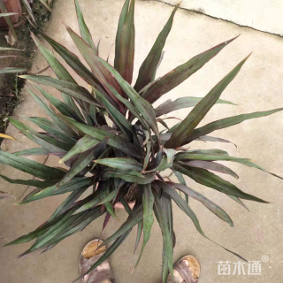 高度150厘米朱蕉