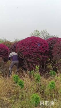冠幅150厘米红花继木球