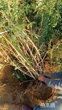 高度250厘米连翘